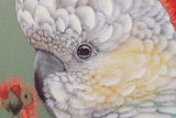 COCKATOO V 02