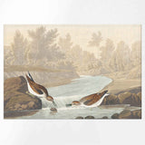 SET 6 TOVAGLIETTE LITTLE SANDPIPER